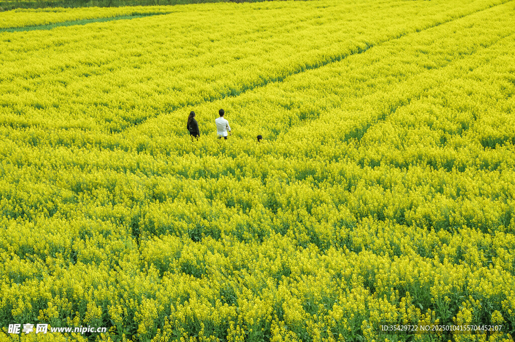 油菜花