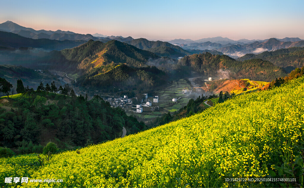 油菜花