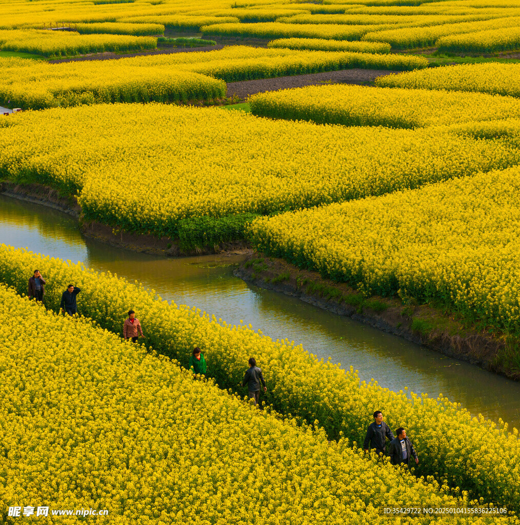 油菜花