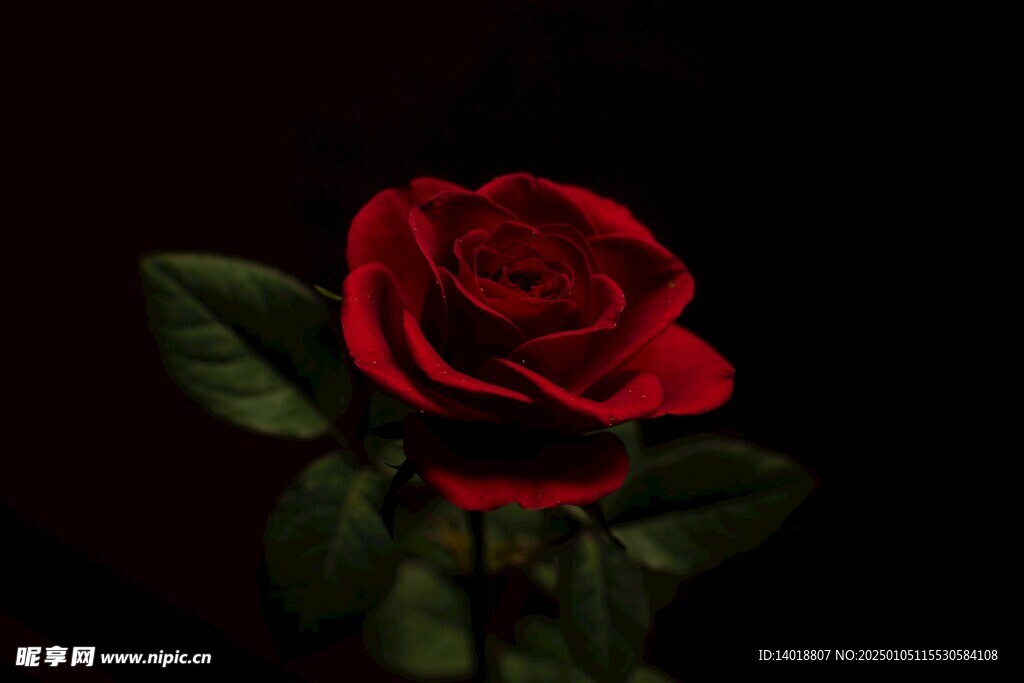玫瑰花背景