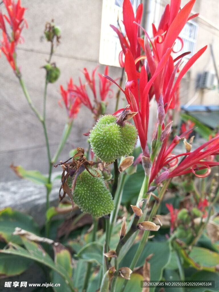 美人蕉花卉