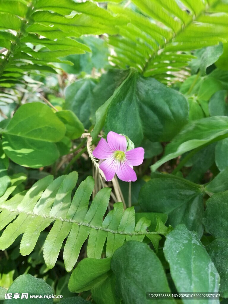 粉色小花 幸运草花朵