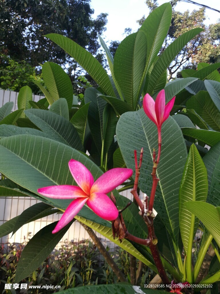 红色鸡蛋花