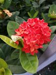 绣球花 簇拥花朵