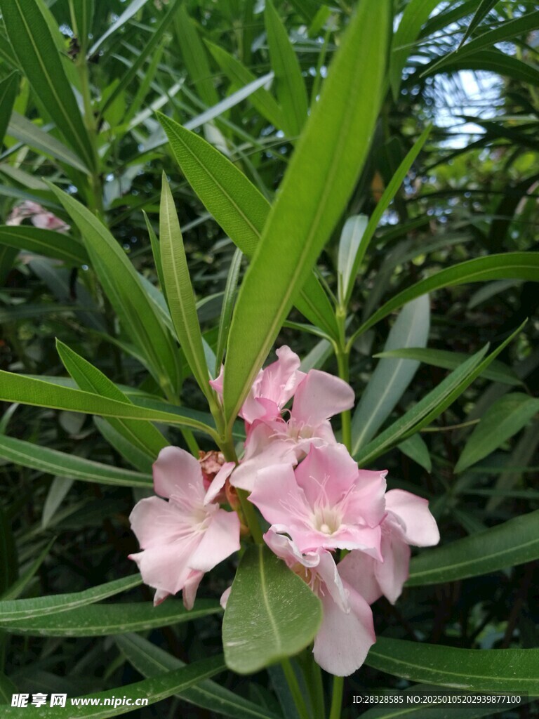 夹竹桃花朵