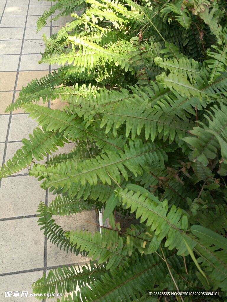 绿色树叶