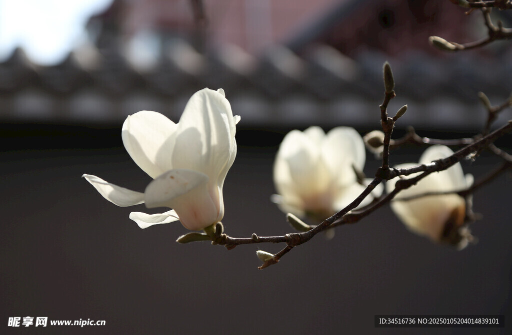 玉兰花