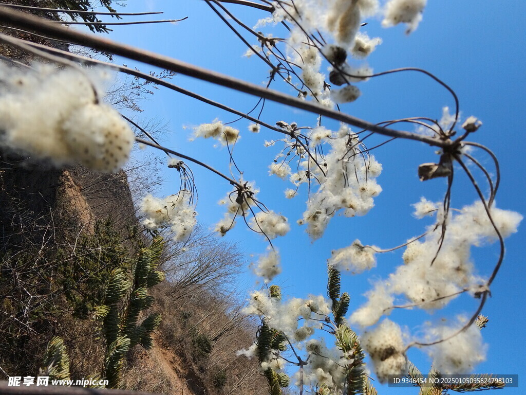 野棉花