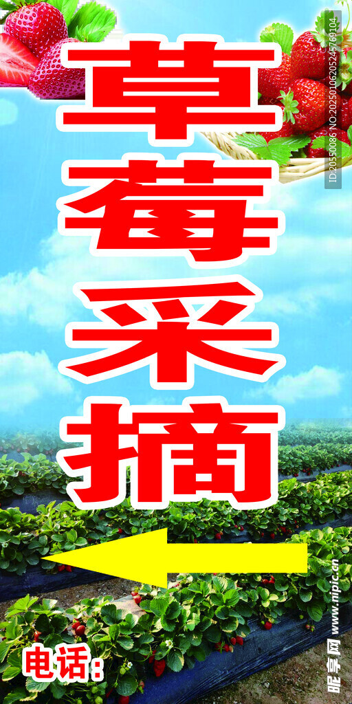 草莓采摘