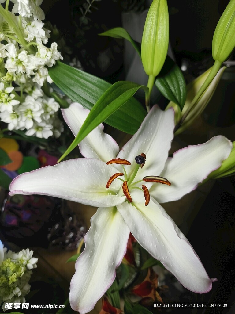 百合花