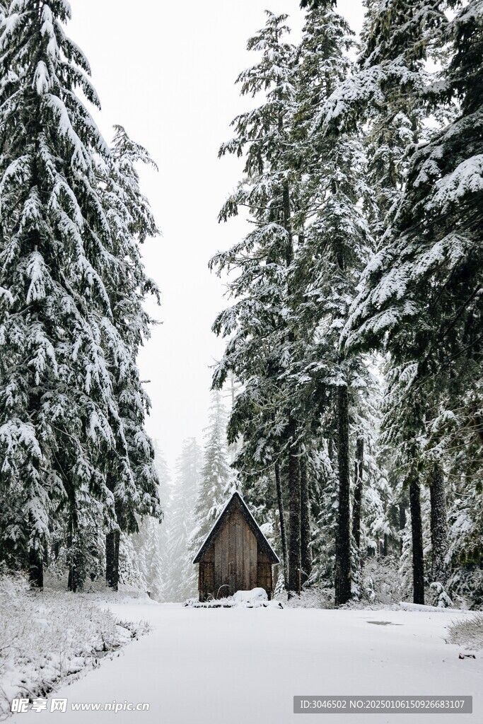 雪松