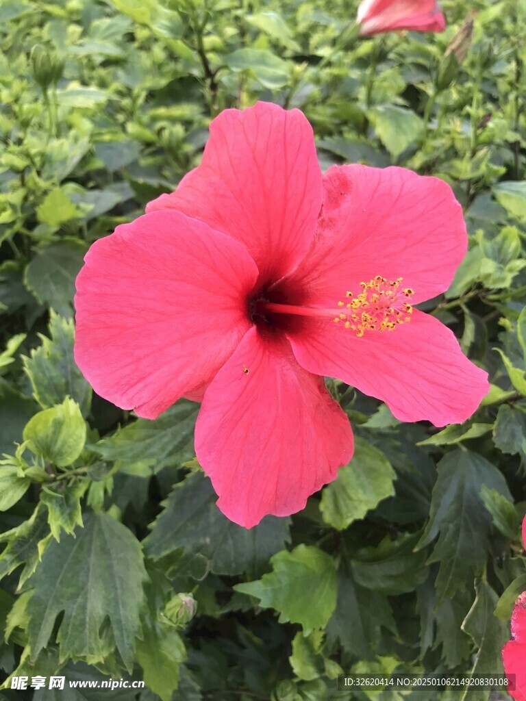 小野花