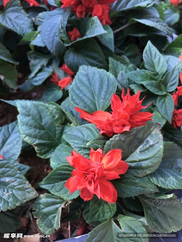 小野花