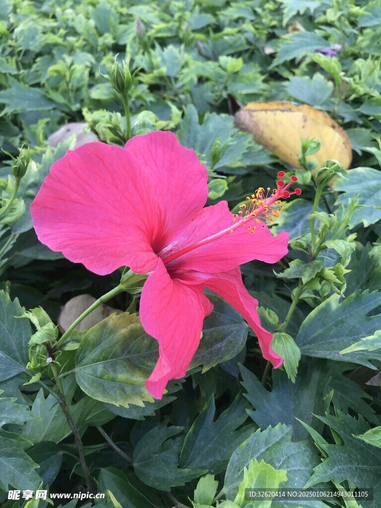 小野花