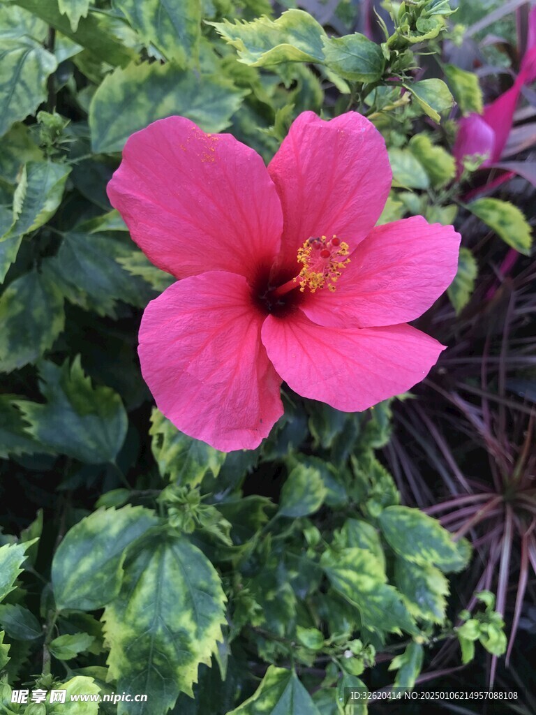 小野花