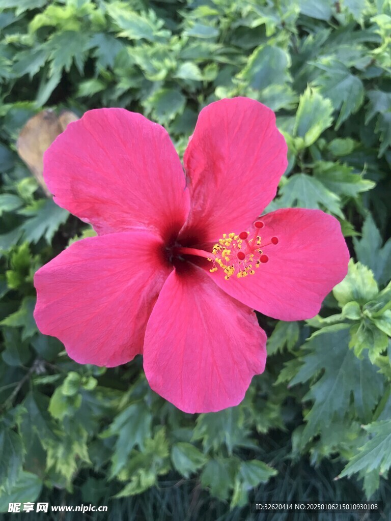 小野花