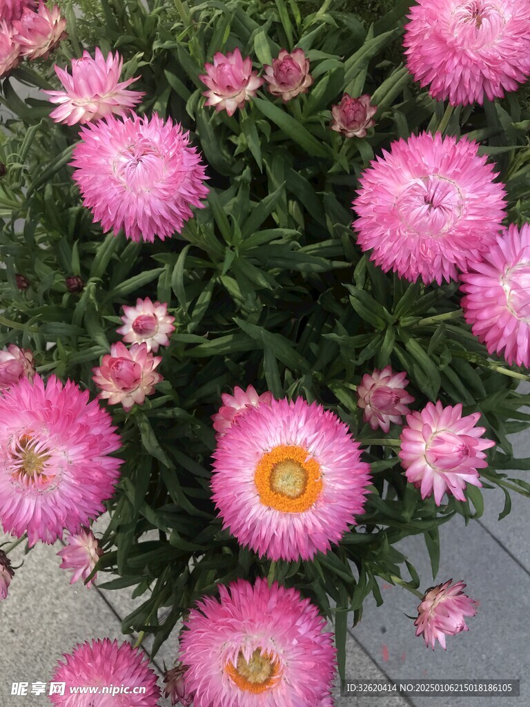 菊花