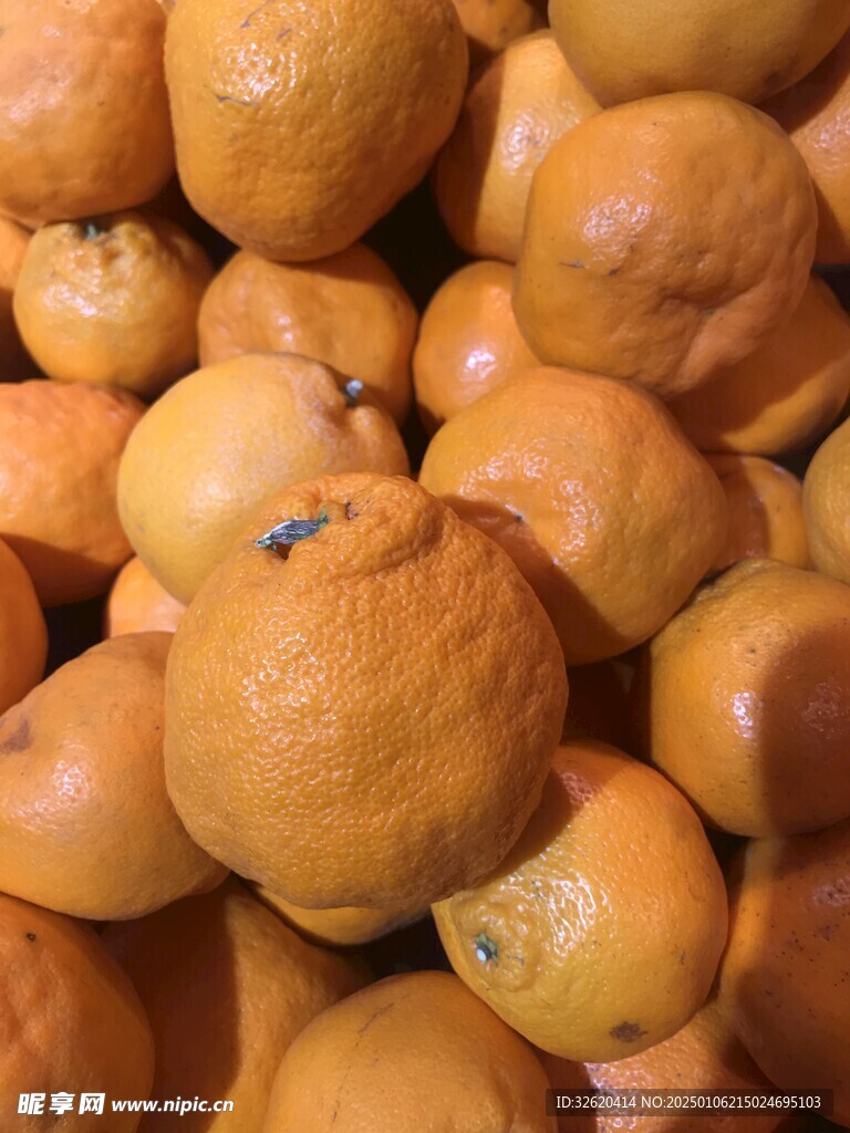 杷杷柑