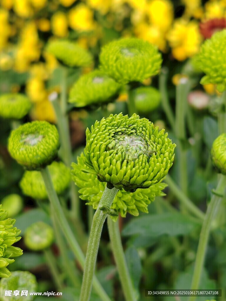 绿色乒乓菊