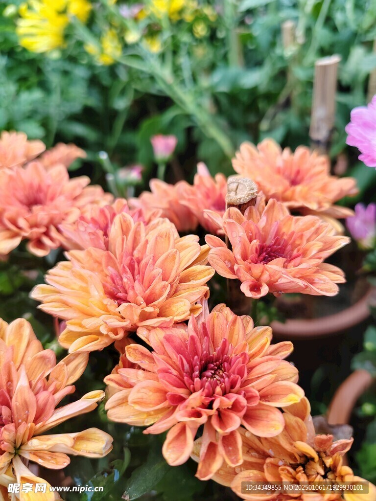 菊花