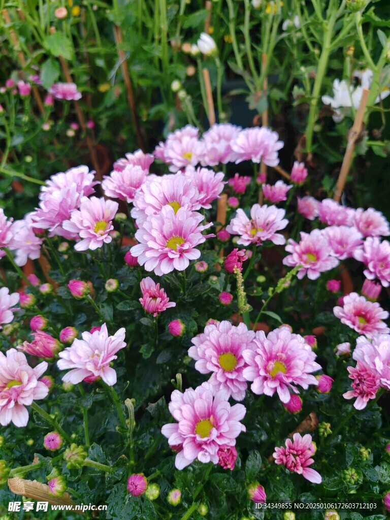 菊花
