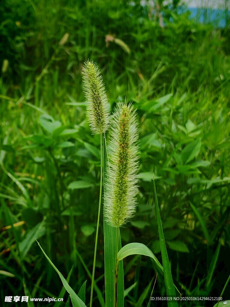 狗尾草