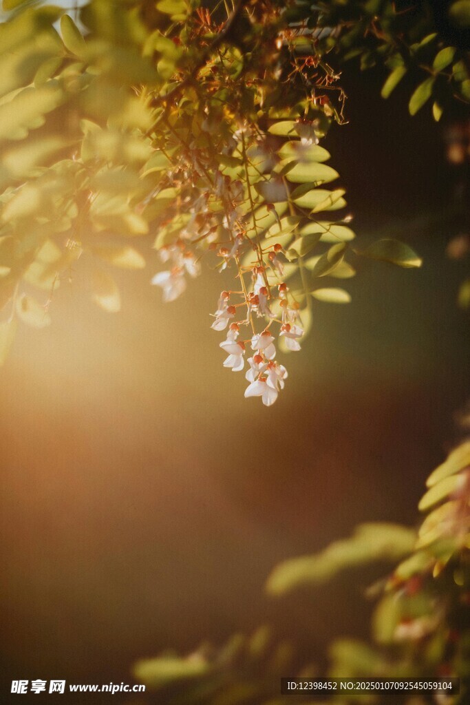 虞美人鲜花