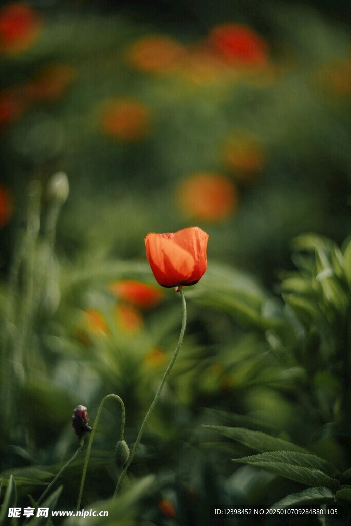 虞美人鲜花