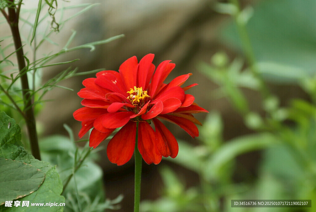 百日菊