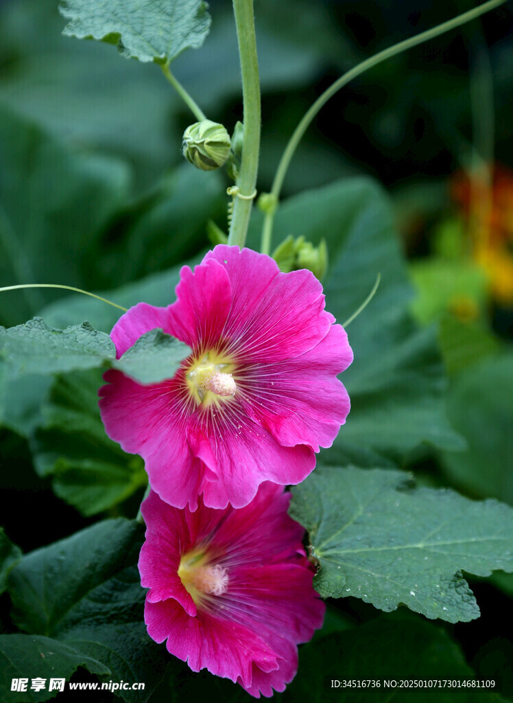 芍药花