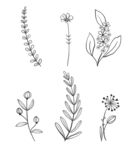 黑白线描花卉树叶矢量元素