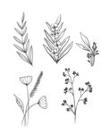 黑白线描花卉树叶矢量元素