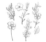 黑白线描花卉树叶矢量元素