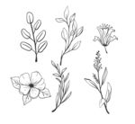 黑白线描花卉树叶矢量元素