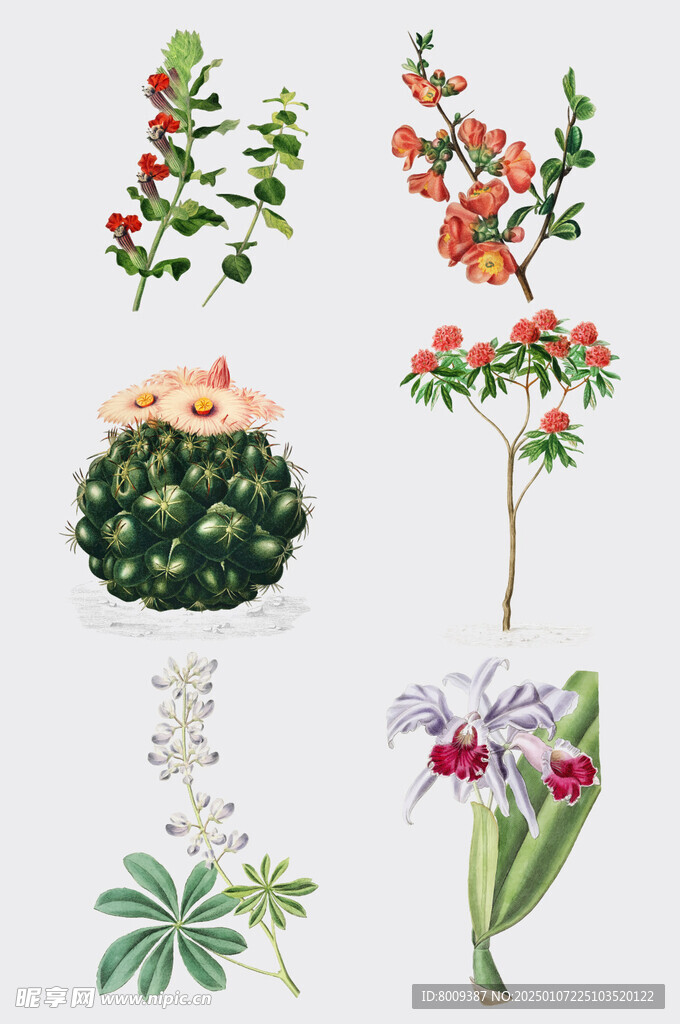 手绘水彩绿植插画元素