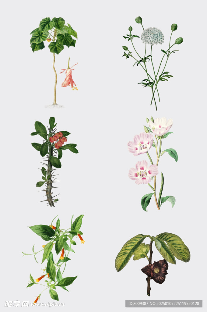 手绘水彩绿植插画元素