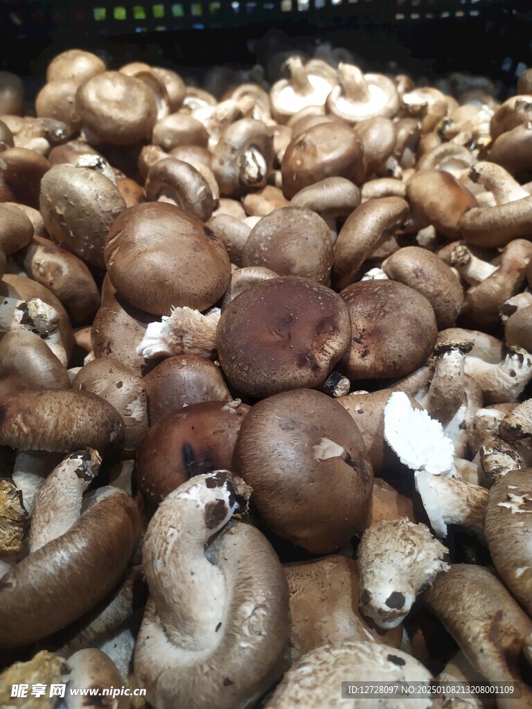 香菇