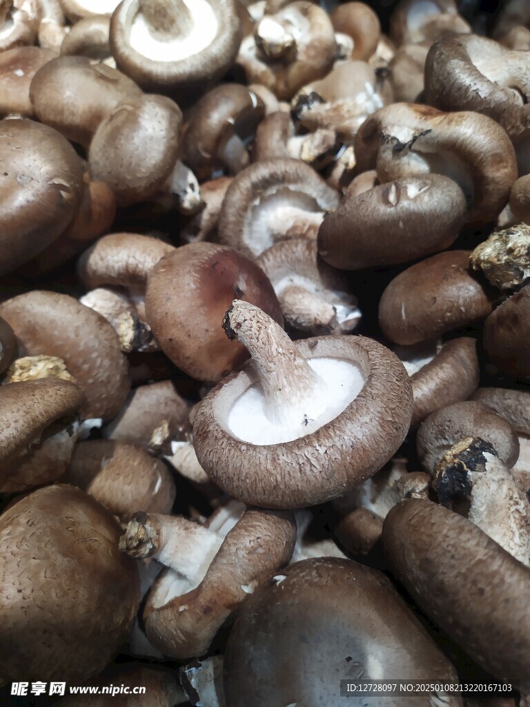 香菇