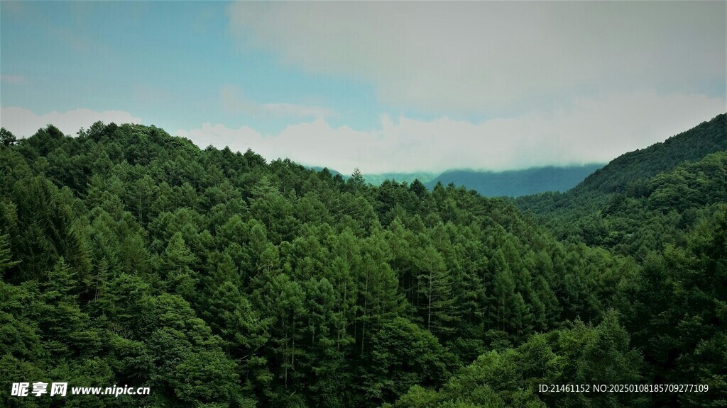 树林