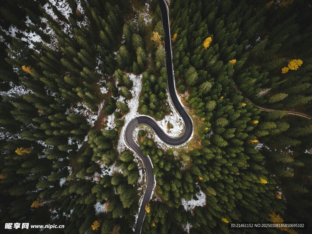 树林