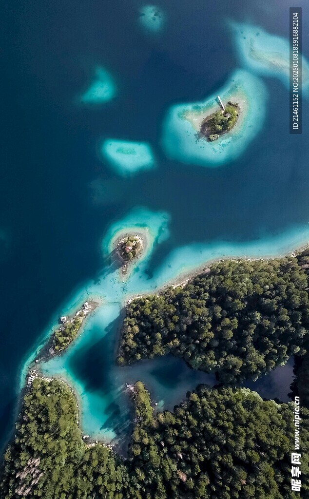 树林