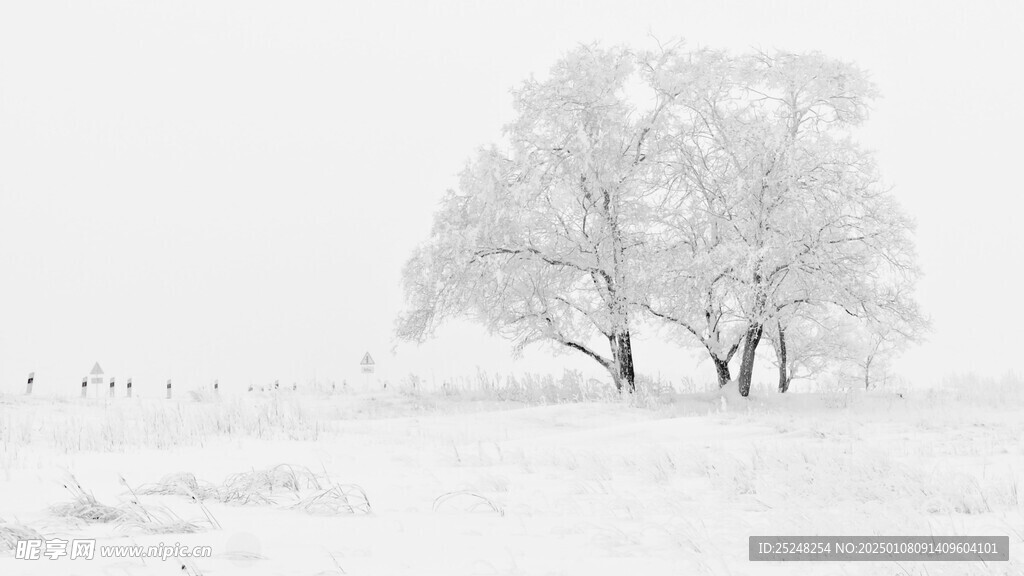 雪景树