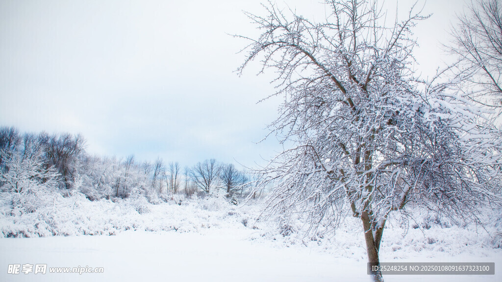 雪景