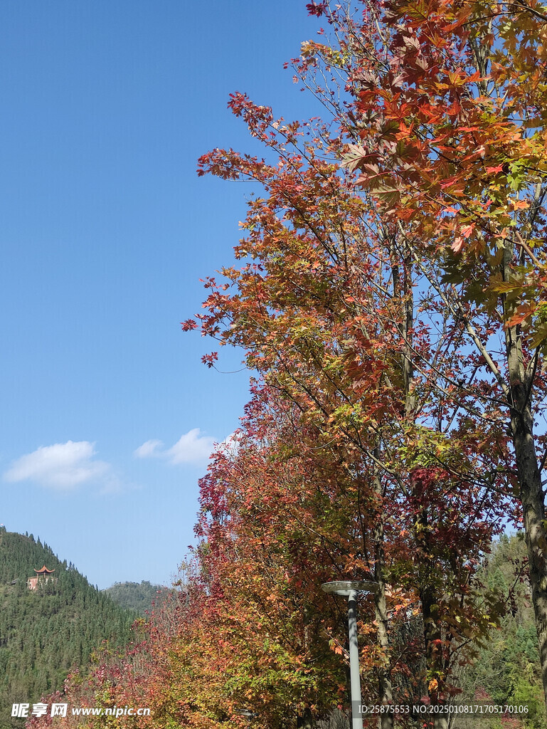 银杏树 枫叶