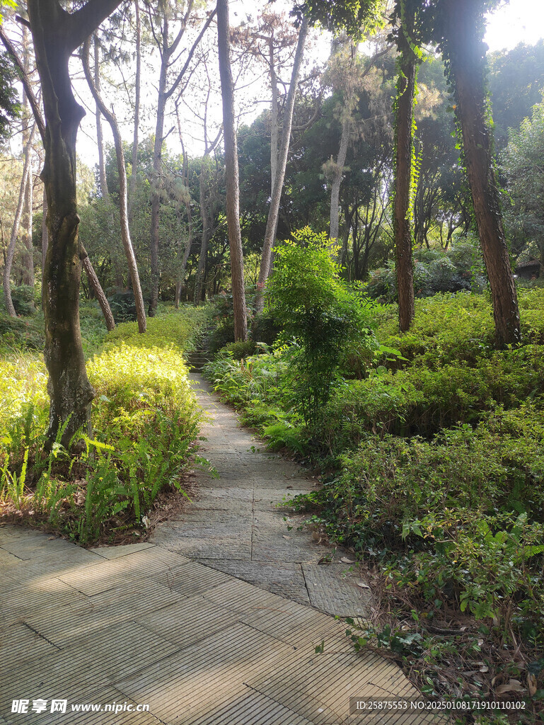 草坪
