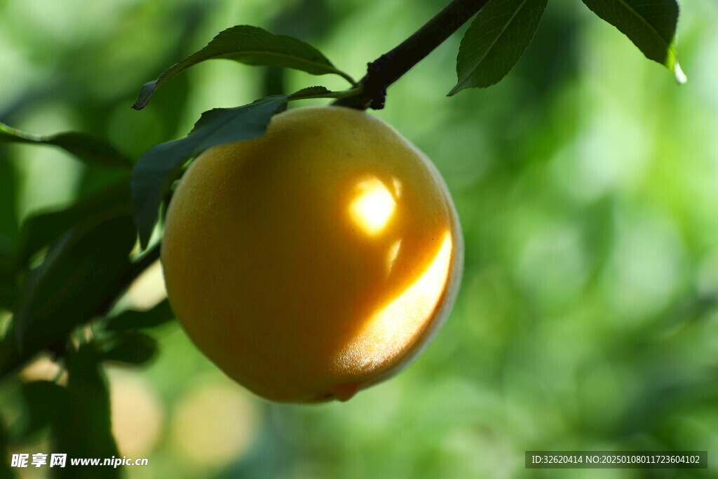 桃子 黄桃