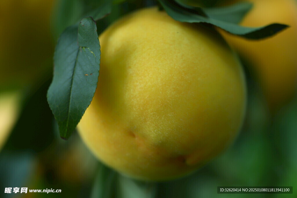 桃子 黄桃