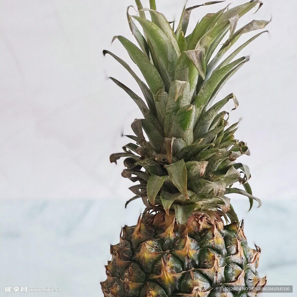 菠萝 凤梨 