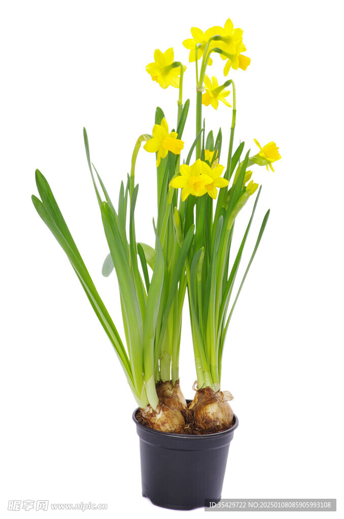 水仙花