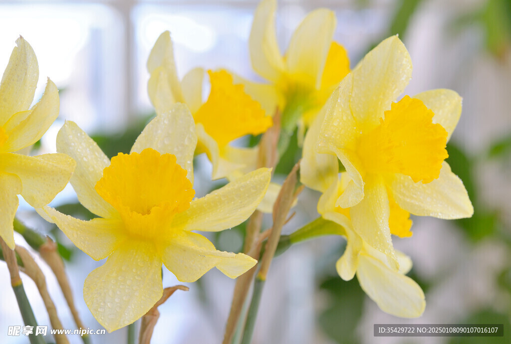 水仙花